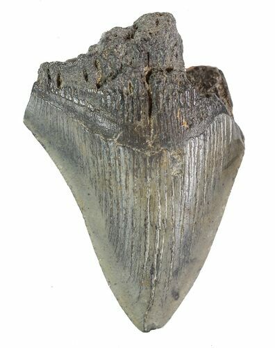 Partial, Fossil Megalodon Tooth #89050